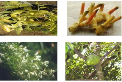 Gambar 18.  Beberapa jenis contoh tanaman pestisida nabati 