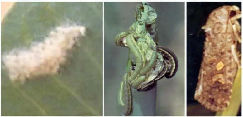 Gambar 1.  Kelompok telur (a), ulat/larva (b) dan ngengat hama ulat bawang                     (Foto : Kawana) 