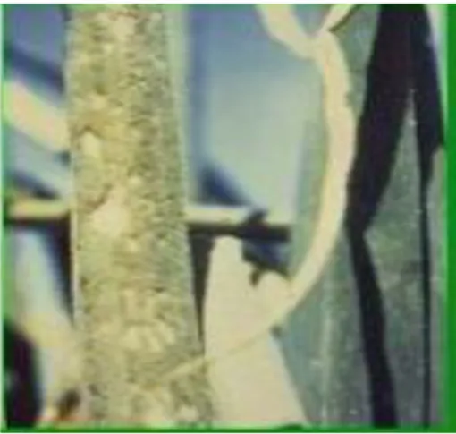 Gambar 11.  Gejala serangan penyakit embun bulu pada tanaman                        Bawang merah (Foto : Sherf)