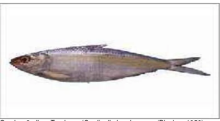 Gambar 2.  Ikan Tembang (Sardinella brachysoma, (Bleeker, 1852) 