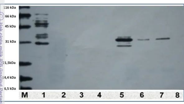 Gambar 12 Protein rekombinan hasil pemurnian.  M = marker. Kolom 1 = protein  bakteri  (unbound  protein),  Kolom  2  =  protein  bakteri  (unbound  protein)  yang  diencerkan  10x,  Kolom  3  =  protein  bakteri  (unbound  protein)  yang  diencerkan  10x,