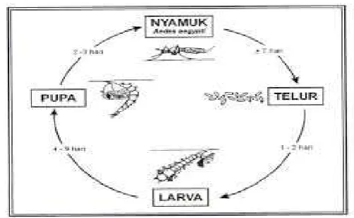 Gambar 2.1 Siklus Hidup Nyamuk Aedes aegypti(Depkes RI, 2014) 