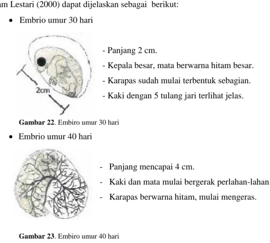 Gambar 22. Embiro umur 30 hari 