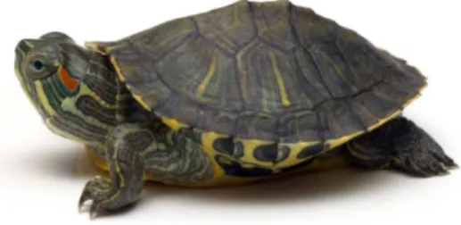 Gambar 11. Geoemydidae 