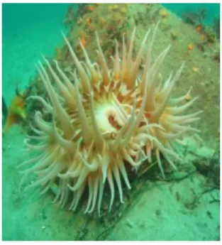 Gambar 1. Anemon Medusa  (sumber: Anemon Laut.com) 