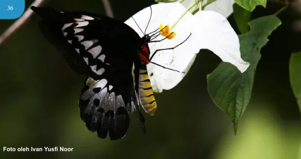 Foto oleh Ivan Yusfi Noor