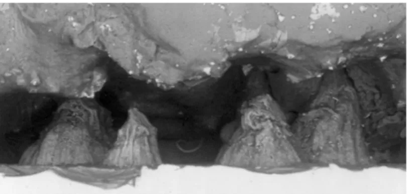 Gambar 2.6 Lapisan intermetalik berbentuk piramid ditemukan pada permukaan cetakan (15) 