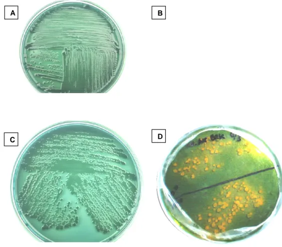 Gambar 1  Karakterisasi morfologi bakteri Vibrio patogen pada media TCBSA.                     Keterangan: A