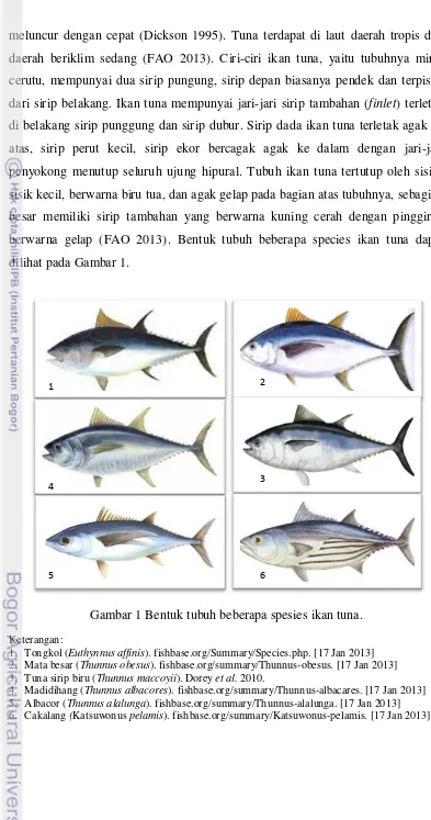Gambar 1 Bentuk tubuh beberapa spesies ikan tuna. 