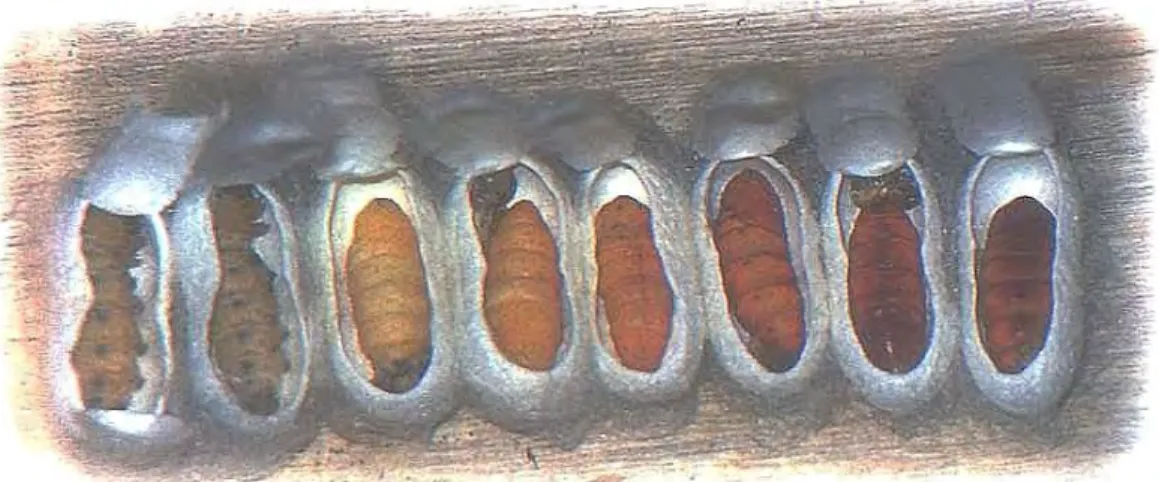 Gambar 2.  Perkembangan Larva Menjadi Pupa Ulat Sutera         (Atmosoedarjo et al., 2000) 