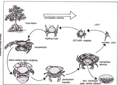 Gambar 3. Siklus Hidup Kepiting Bakau (Kasry, 1991). 