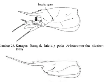 Gambar 25. Karapas (tampak lateral) pada Aristaeomorpha (Sumber: Chan, 1998) 