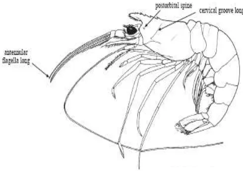Gambar 27. Beberapa Ciri Kunci pada Solenoceridae (Sumber: Chan, 1998) 