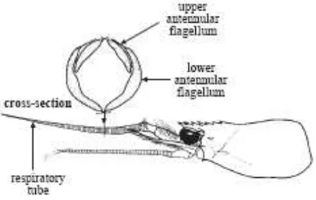 Gambar 28. Beberapa Ciri Kunci pada genus Solenocera (Sumber: Chan, 1998) 