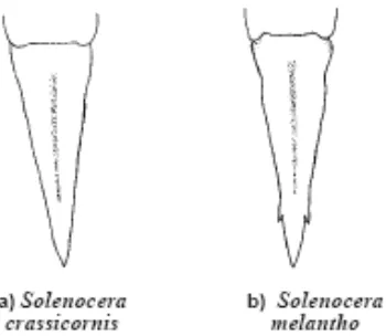 Gambar 31. Telson (tampak dorsal) pada Solenocera (Sumber: Chan, 1998). 