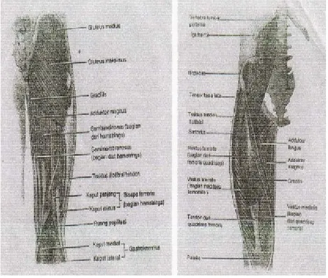 Gambar 2.4  Struktur otot tungkai atas ( H. Syaifuddin, 1997 : 45-46 )