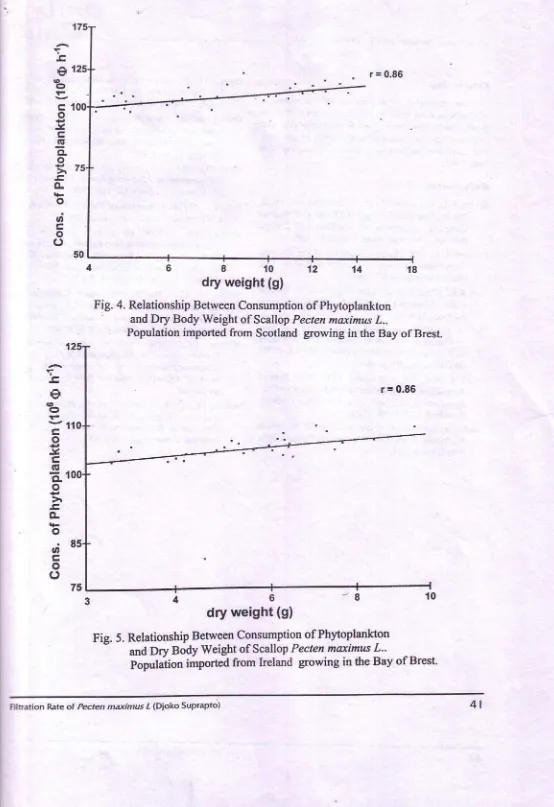 Fig. 4. Relationship Betwecn C-onsumption of Phytoplankton' and Dry Body Weight ofScallop Peclea maximu.s 