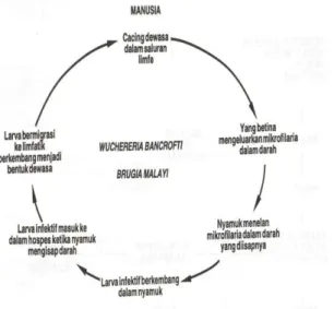Gambar 1. Siklus hidup Wuchereria bancrofti dan Brugia malayi  Dikutip dengan modifikasi dari Garcia LS, Brucner DA, 1988