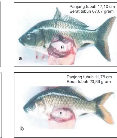 Gambar 3.  Perkembangan gonad ikan mas jantan tetraploid Perkembangan gonad ikan mas jantan tetraploid  (a) dan diploid (b) dalam kurun waktu pemeliharaan 110 hari   (g = gonad, testis)