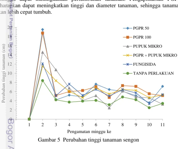 Gambar 5  Perubahan tinggi tanaman sengon 