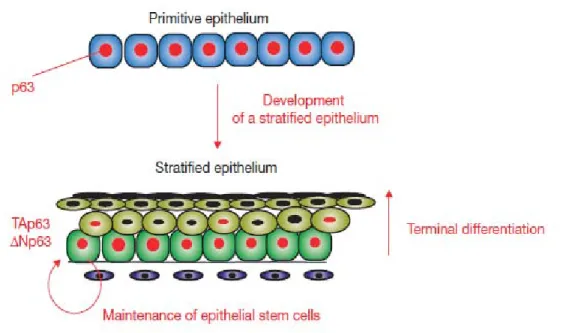 Gambar 2.3. Peran p63 dalam perkembangan stratified epithelium (Blanpain, 2007). 