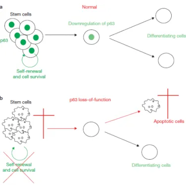 Gambar 2.4. Mekanisme potensial p63 dalam mempertahankan  populasi stem-cell (Blanpain, 2007)
