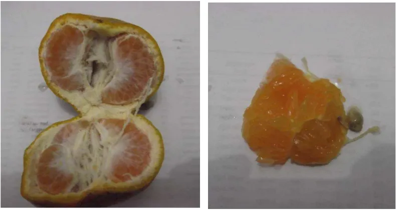 Gambar 3. Penampilan bagian dalam jeruk Keprok Maga dan daging buah jeruk 