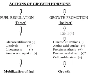 Gambar 2. Skema menunjukkaan peran hormon pertumbuhan dalam pengaturan bahan metabolit untuk pembakaran (fuel regulation) dan peningkatan pertumbuhan (Sutarno, 1998)