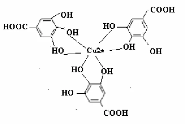 Gambar II-5. Senyawa kelat antara ion Cu 2+  dengan asam galat dari tanin   (Mabrour, 2003) 
