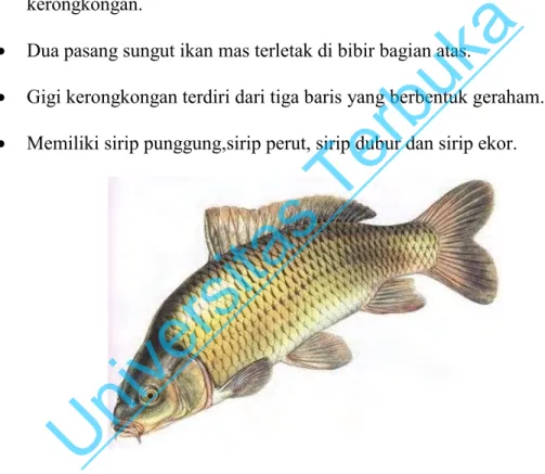 Gambar 2.1 Ikan Mas  c.  Habitat dan penyebaran  