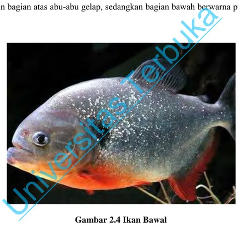 Gambar 2.4 Ikan Bawal  c.  Habitat dan penyebaran 