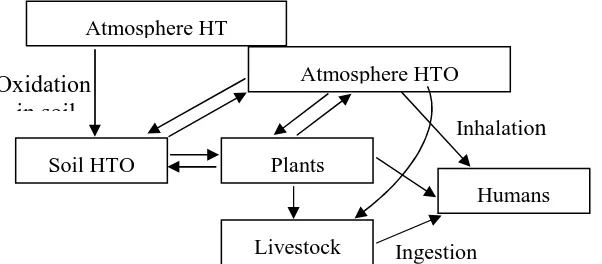 Fig. 1. Conceptual model of tritium transfer from atmosphere to humans 