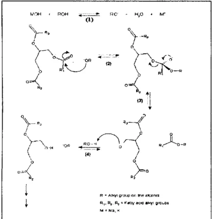 Gambar 2.3 dan 2.4. Sedangkan mekanisme reaksi transesterifikasi trigliserida  menggunakan katalis basa heterogen (CaO) dapat dilihat pada Gambar 2.5