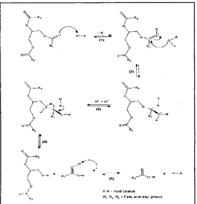 Gambar 2.4 Mekanisme Reaksi Transesterifikasi Trigliserida menggunakan  Katalis Asam(Sumber: Lotero et.al., 2006)
