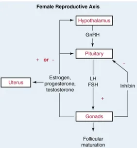 Gambar 2.  Diagram umpan balik positif dan negatif yang melibatkan sumbu HPO.  Pelepasan secara pulsatil hormon GnRH menyebabkan pelepasan LH dan FSH dari  hipofisis anterior yang mana keduanya merangsang pematangan folikel, ovulasi dan  produksi hormon se