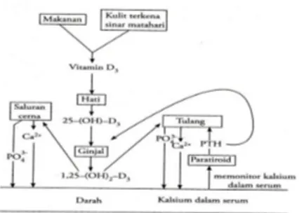 Gambar 2.3 Metabolisme dan fungsi vitamin D 11  2.1.7   Asupan Vitamin D 