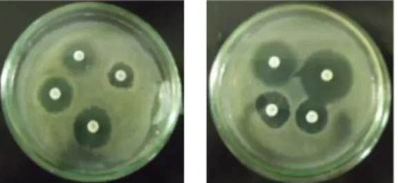 Gambar 3. Hasil uji aktivitas antibakteri bakteri Escherichia coli (A) fraksi polar (B) fraksi semipolar  (C) fraksi nonpolar 