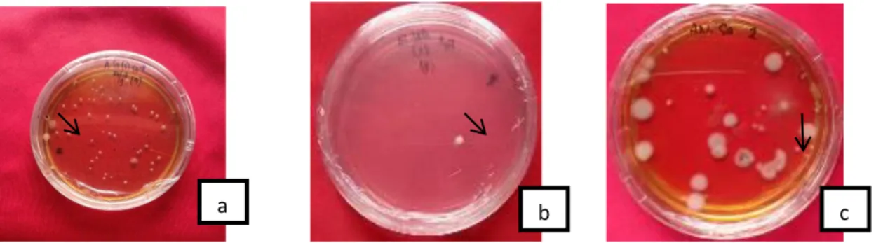Gambar  2.  Isolat  bakteri  dari larutan  MOL  tandan  kosong  kelapa  sawit,  (a)  berwarna  kuning  dan  berbentuk bulat, (b) berwarna putih dan berbentuk bulat, (c) berwarna putih keruh dan  berbentuk tidak beraturan
