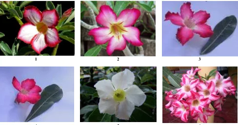 Table 1. The average results of morphological measurements of leaves and flowers of six varieties of A