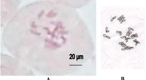 Figure 2.A. obesum original photo, B. Redrawn. 