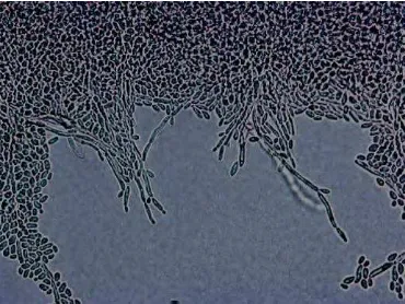 Gambar 2.2. Mikroskopis dari Candida krusei pada agar cornmeal 14 