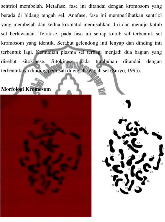 Gambar 4.1 Kromosom Buah Naga Jingga 