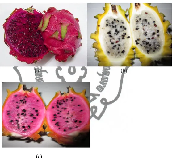 Gambar  4.7 Daging Buah Naga H. monacanthus (a), H. megalanthus  (b),       dan Jingga (c) 