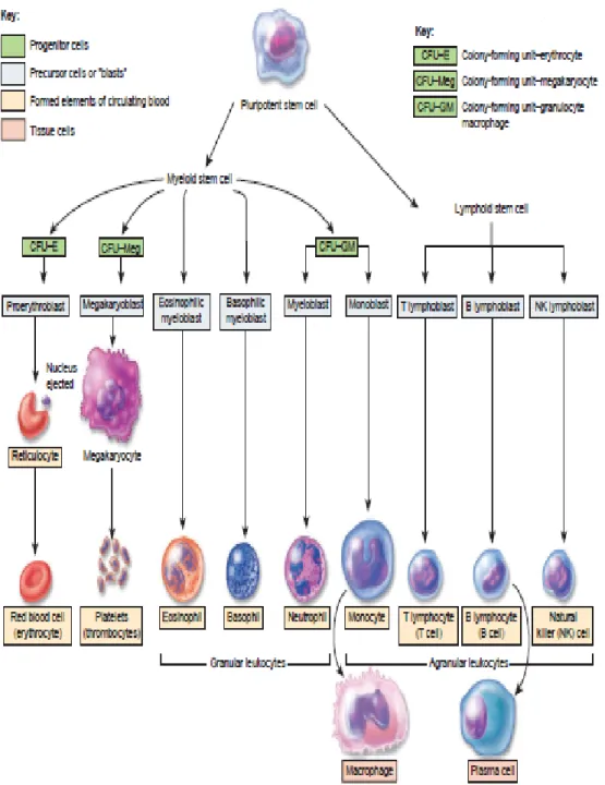 Gambar 2.3 Perkembangan sel darah (Tortora, 2009) 