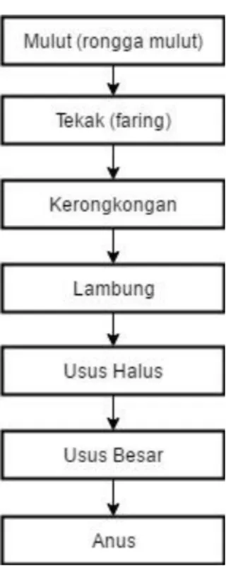 Gambar 2.5 Saluran Pencernaan Manusia  2.2.14  Adobe flash 
