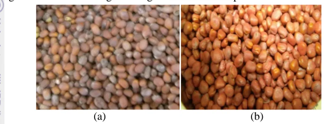 Gambar 1  Perbedaan bentuk dan ukuran benih lobak lokal dan impor  (a). Lokal; (b). Impor 