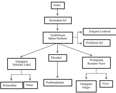 Gambar 2.1Bagan patogenesis dan gejala peradangan (Mutschler, 1999). 