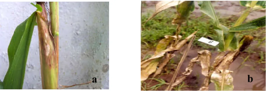 Gambar 1.  Serangan  penyakit  busuk  pelepah  a.  Gejala  pada  bagian  pelepah  yang  menyelubungi tongkol jagung, b