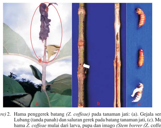 Gambar 2. Hama penggerek batang pada tanaman jati: (a). Gejala serangan, (b).