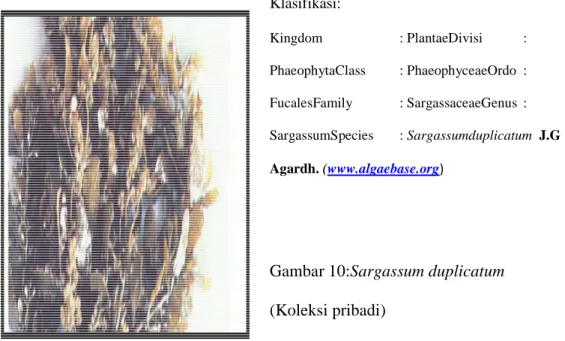 Gambar 10:Sargassum duplicatum (Koleksi pribadi) 